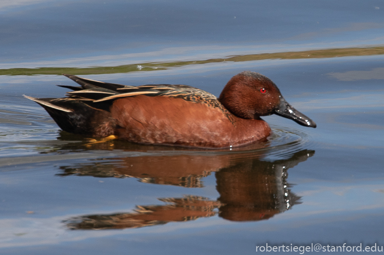 emily renzel wetlands